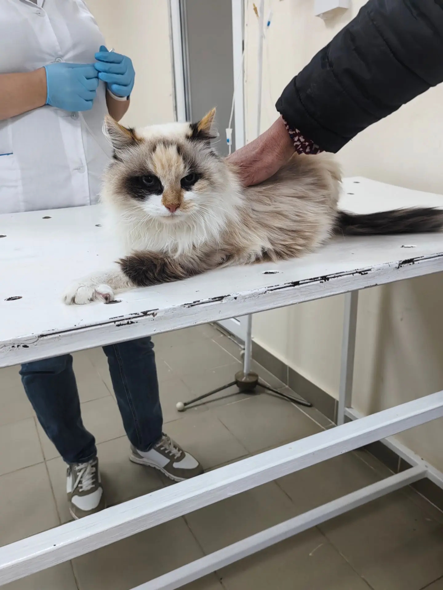 Прием животных в нашей ветеринарной клинике